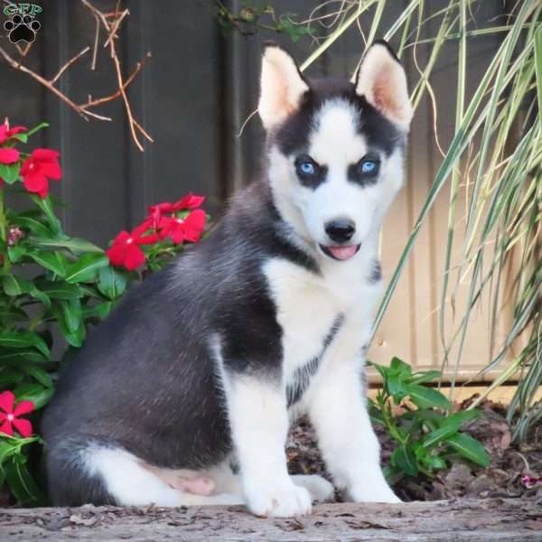 Joey, Siberian Husky Puppy